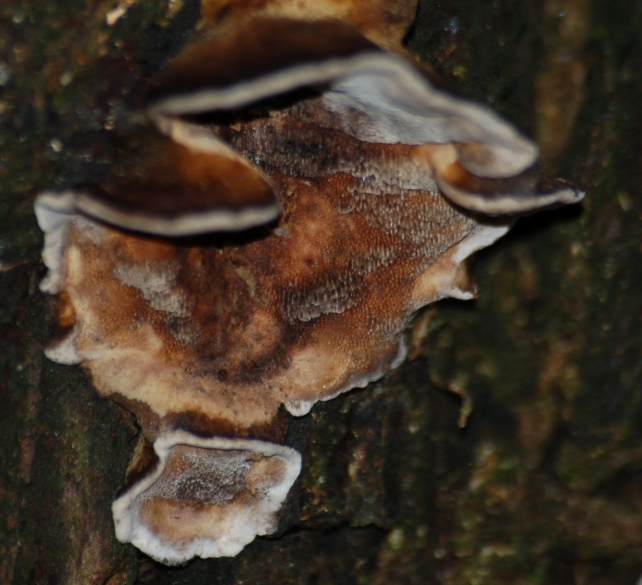 Una Aphyllophorales un p vecchia..(Bjerkandera adusta)